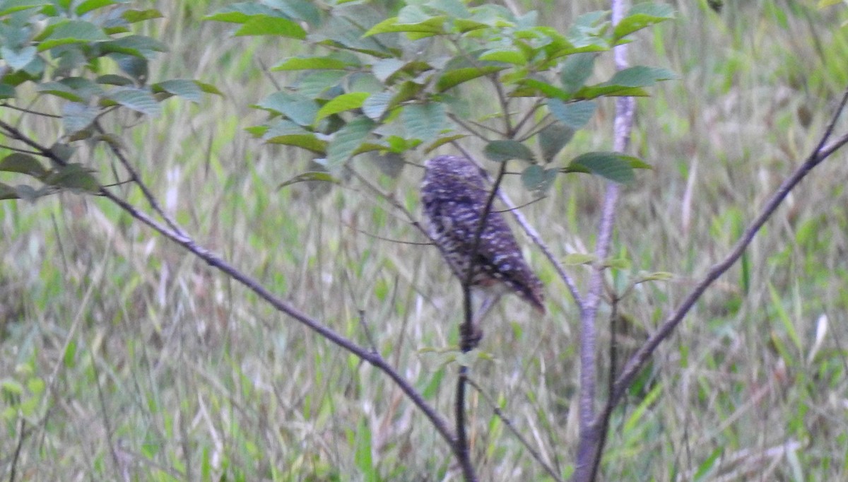 Kaninchenkauz - ML646805051