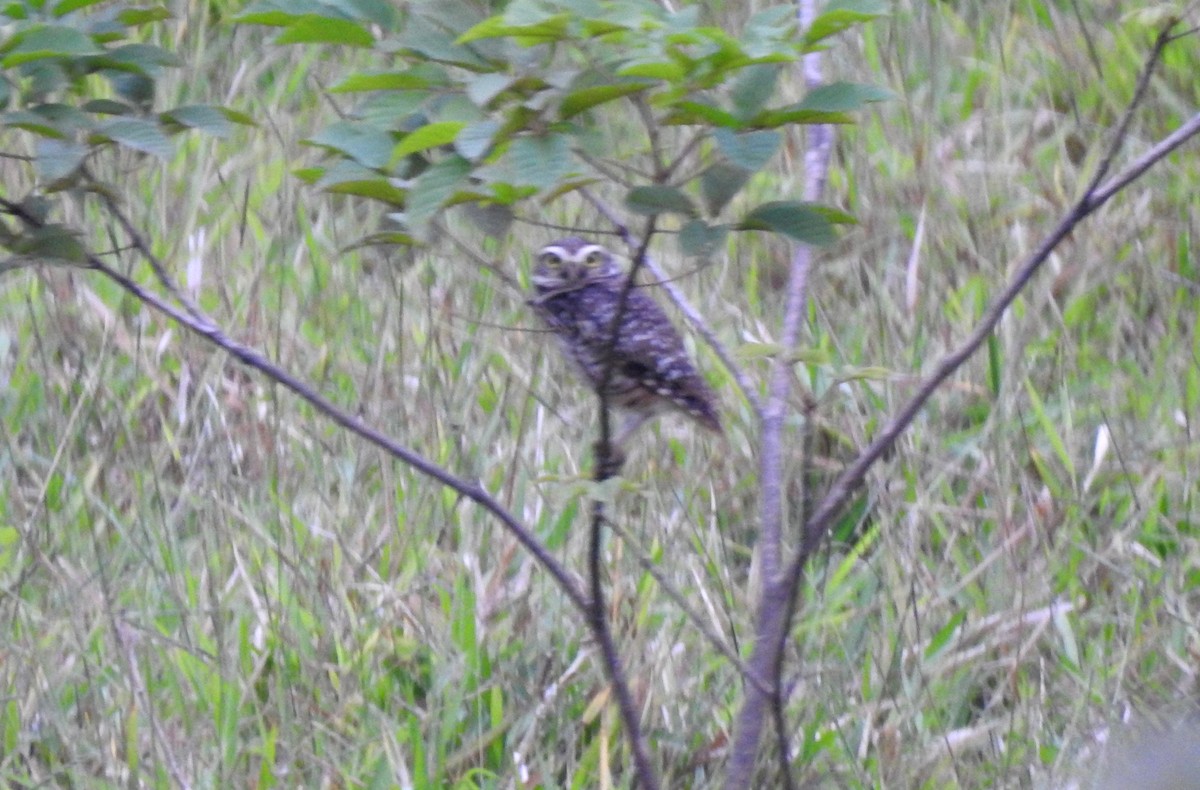 Kaninchenkauz - ML646805053