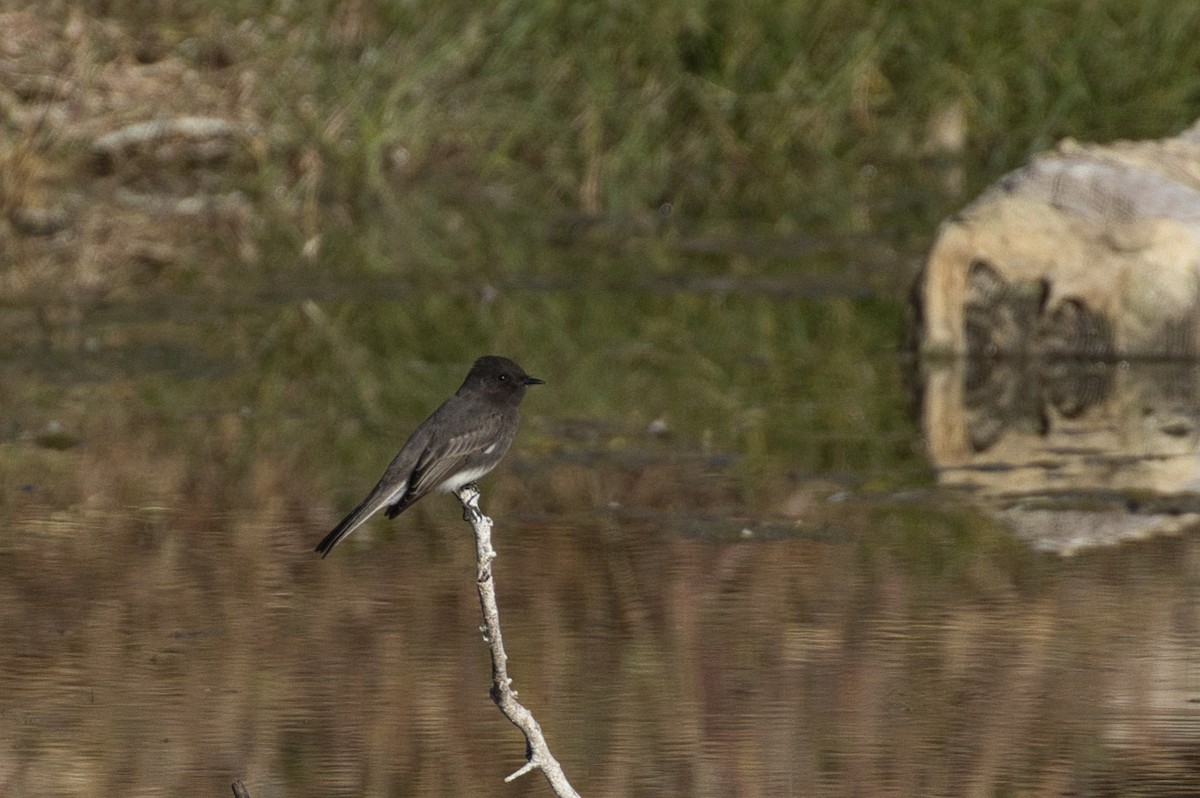 Schwarzkopf-Phoebetyrann - ML646805054