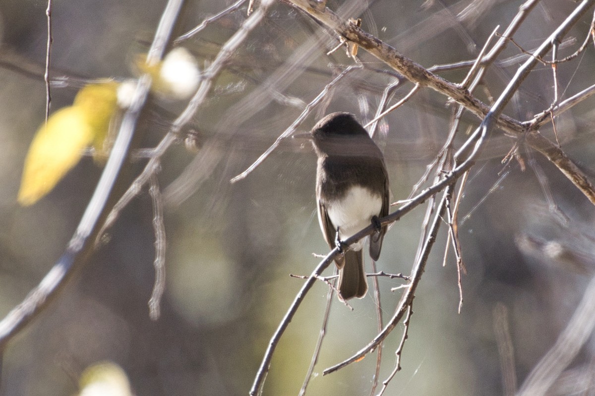 Schwarzkopf-Phoebetyrann - ML646805055