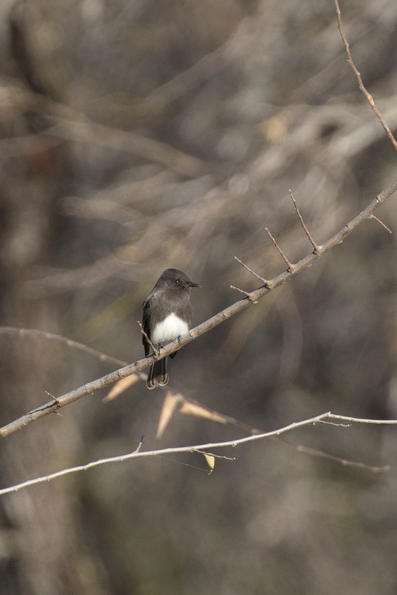 Schwarzkopf-Phoebetyrann - ML646805056