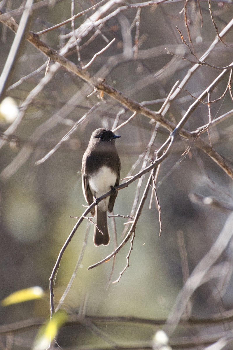 Schwarzkopf-Phoebetyrann - ML646805057