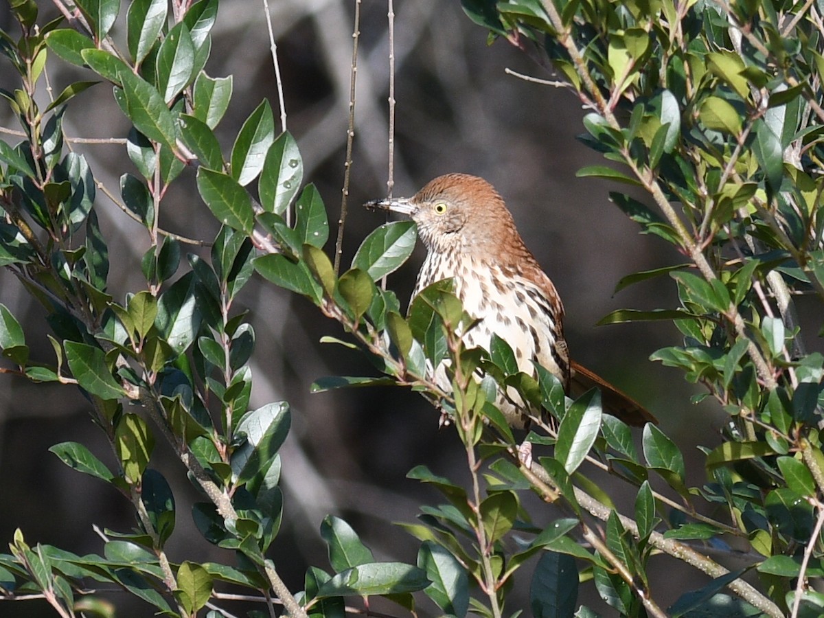 Brown Thrasher - ML646805058