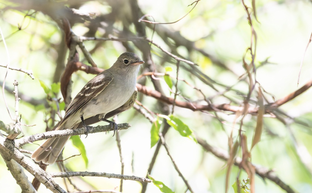 Small-billed Elaenia - ML646805059
