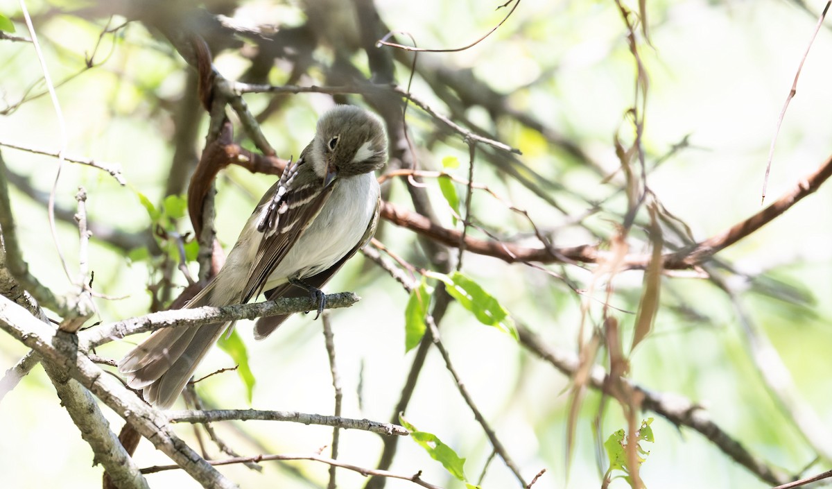 Small-billed Elaenia - ML646805060