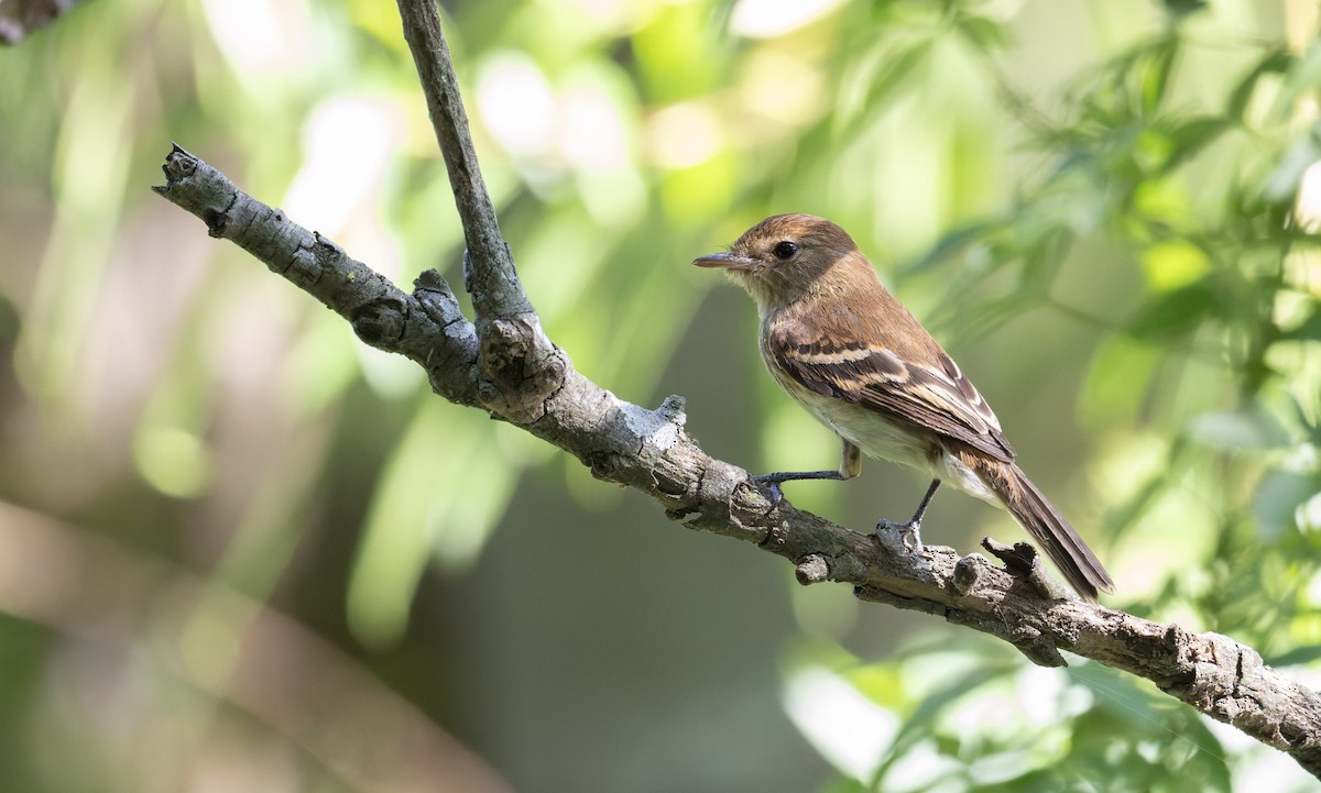 Bran-colored Flycatcher - ML646805062