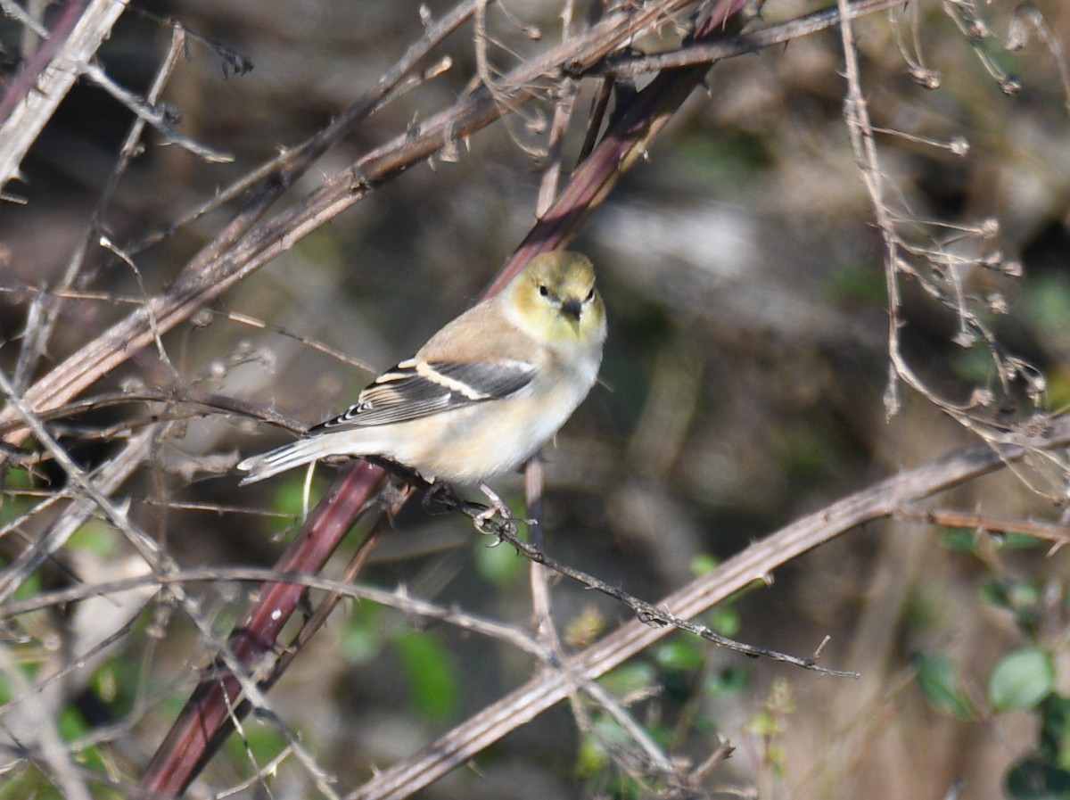 American Goldfinch - ML646805064