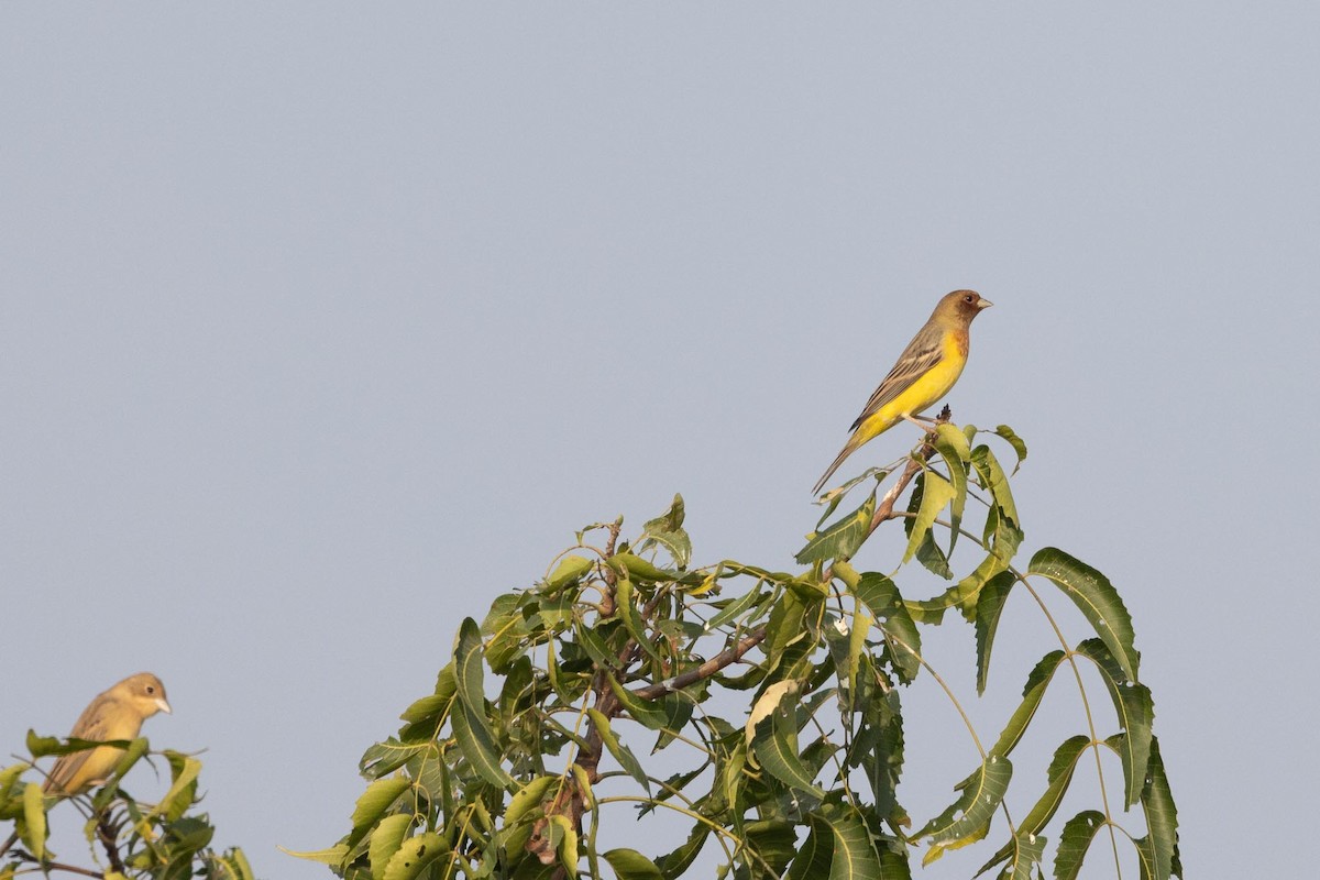 גיבתון חום-ראש - ML646805069