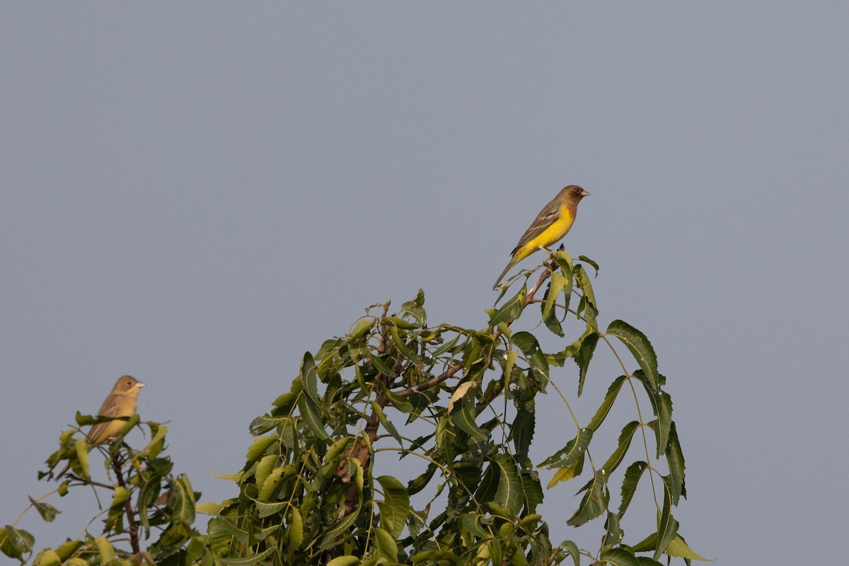 גיבתון חום-ראש - ML646805070
