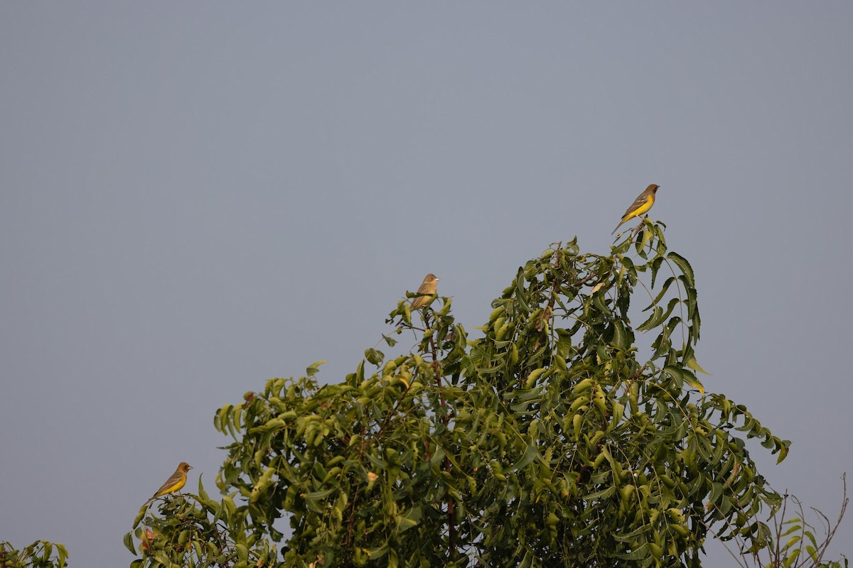 גיבתון חום-ראש - ML646805071