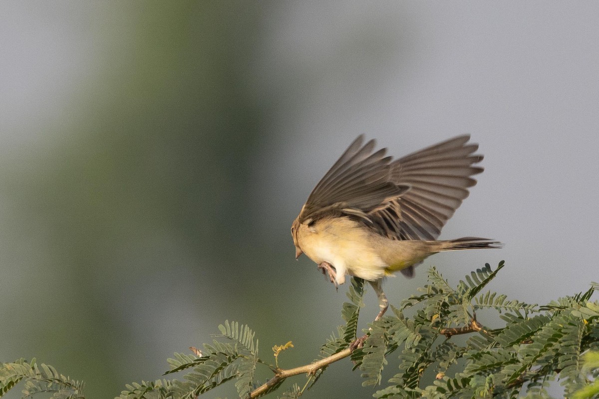 גיבתון חום-ראש - ML646805072