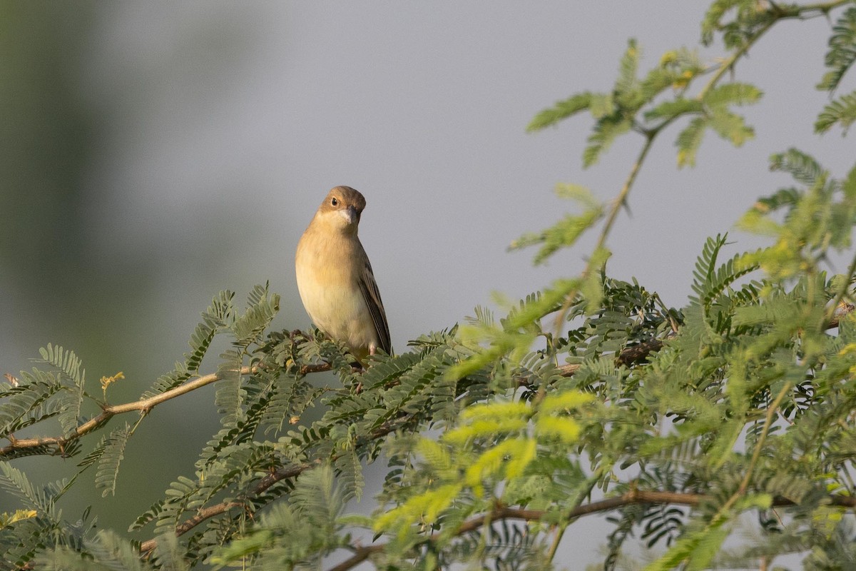 גיבתון חום-ראש - ML646805073