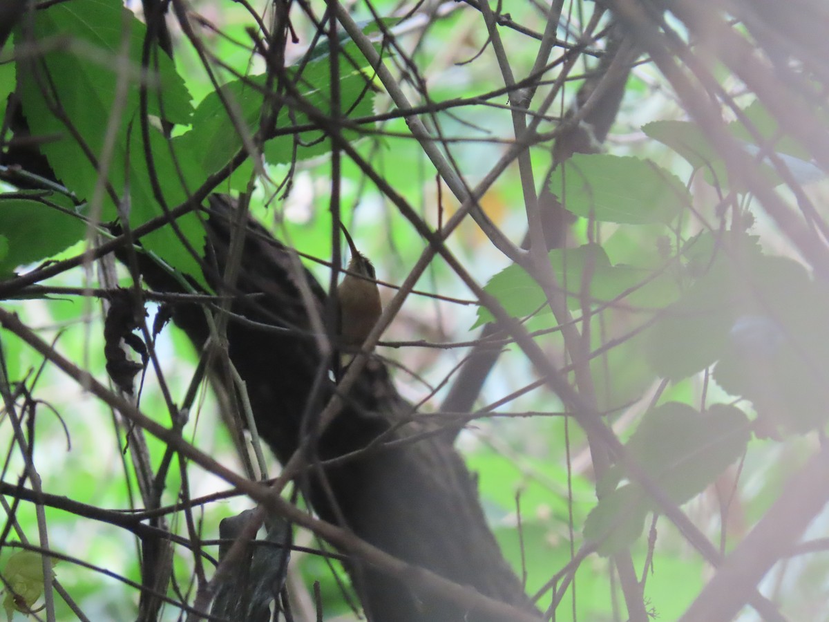 Солнечный колибри-отшельник - ML646805074