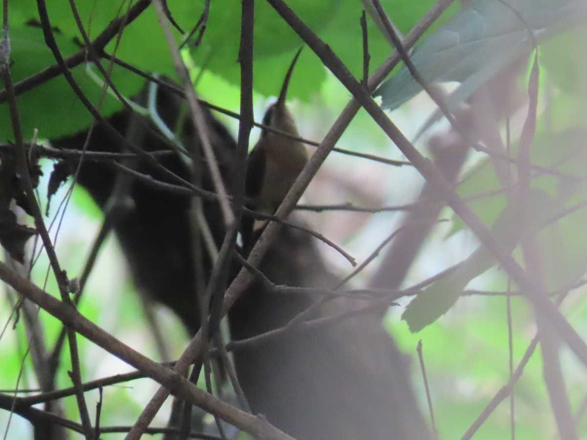 Солнечный колибри-отшельник - ML646805075