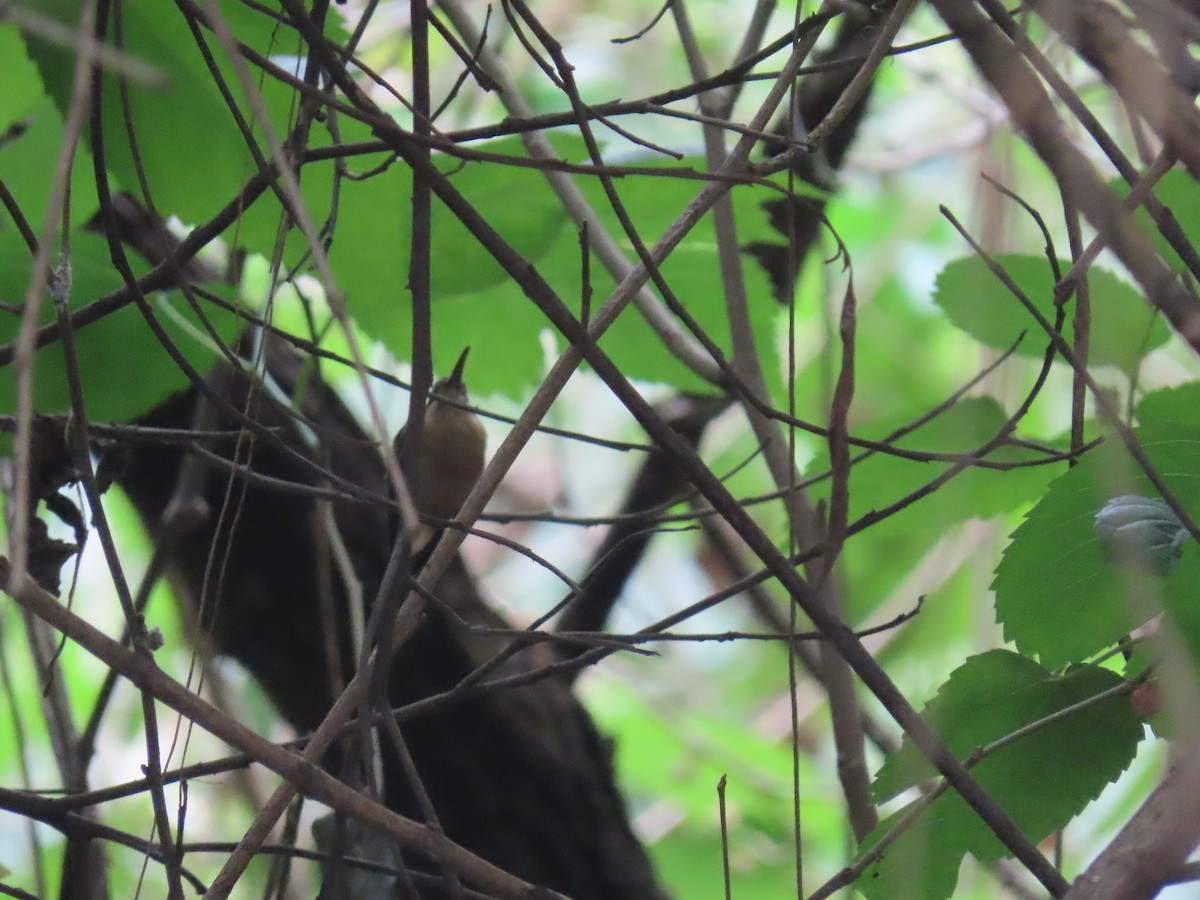 Солнечный колибри-отшельник - ML646805076