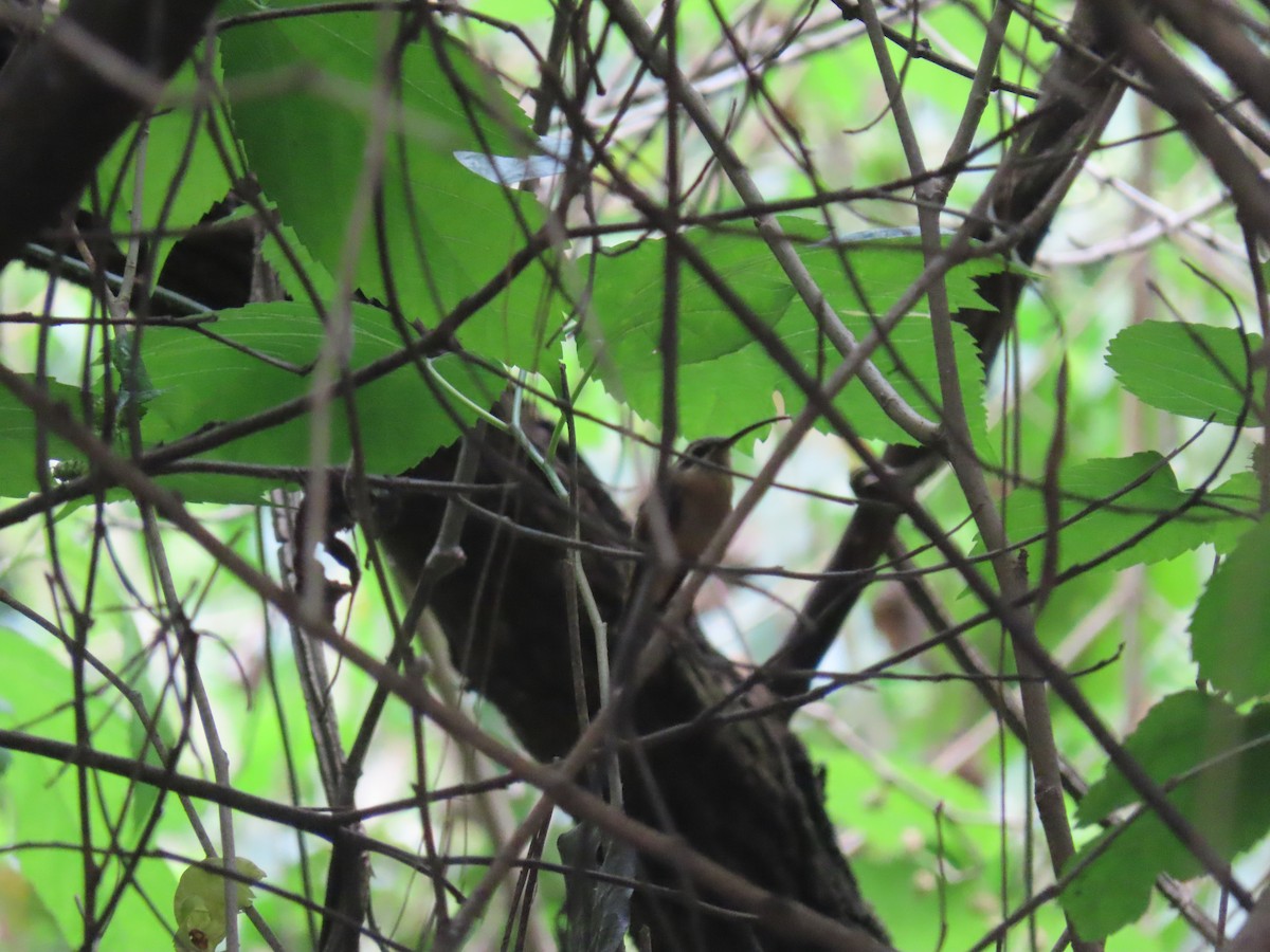 Солнечный колибри-отшельник - ML646805077