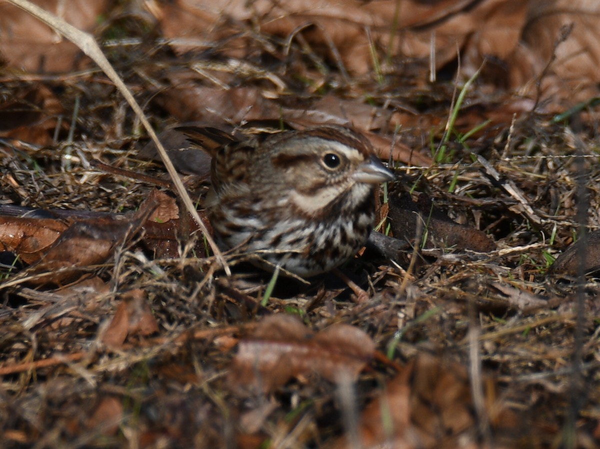 Song Sparrow - ML646805078