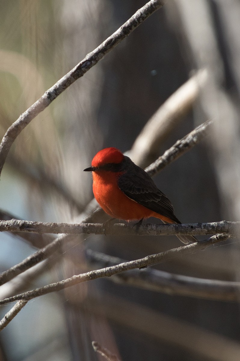 Rubintyrann - ML646805079