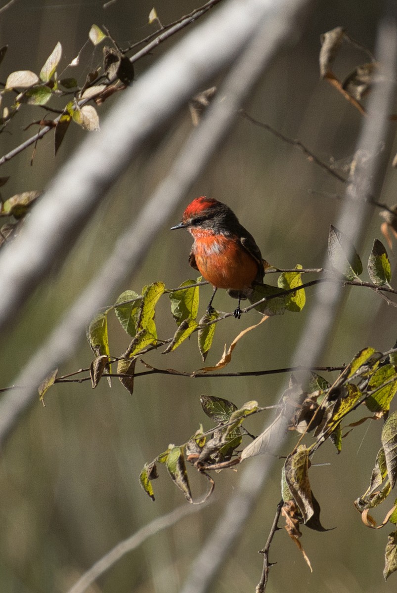 Rubintyrann - ML646805080