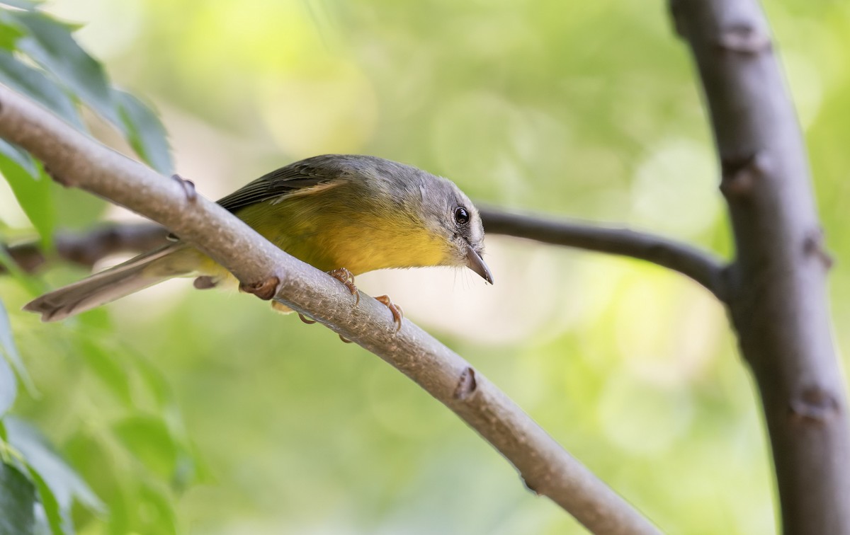 Golden-crowned Warbler - ML646805081
