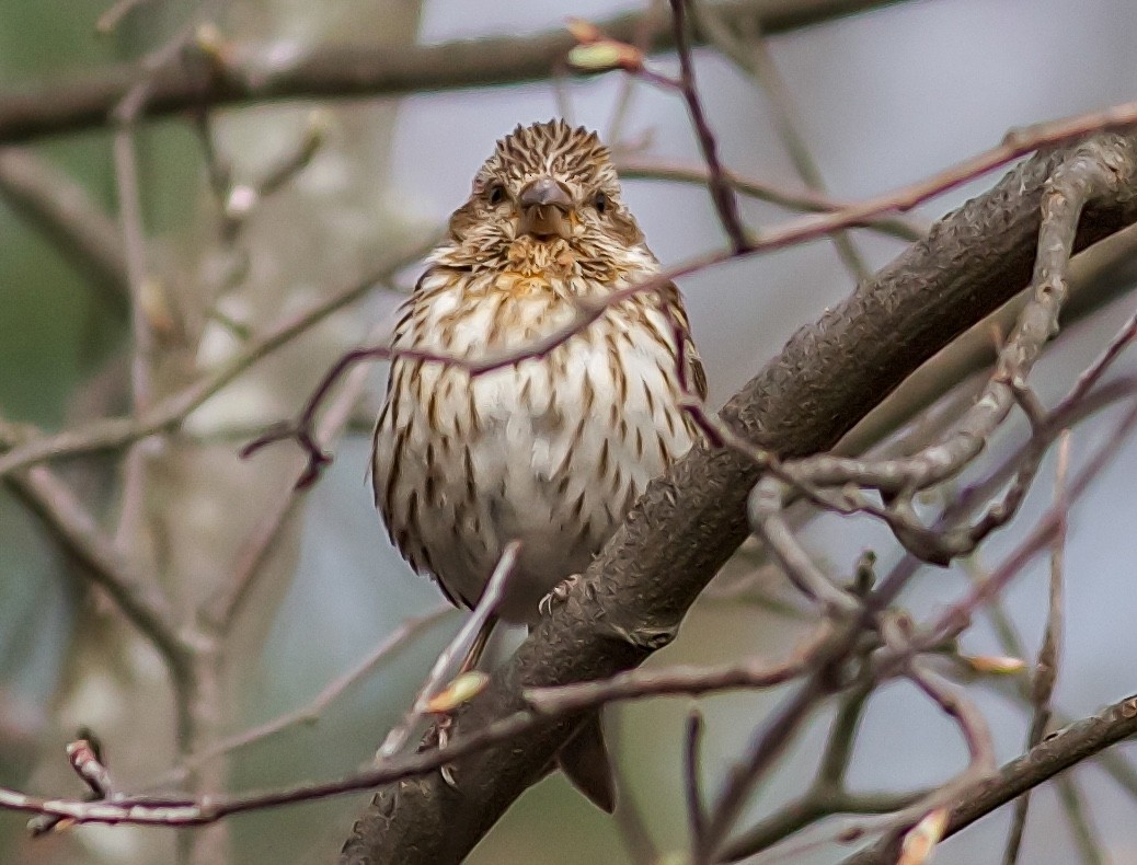 Пурпурная чечевица - ML646805084