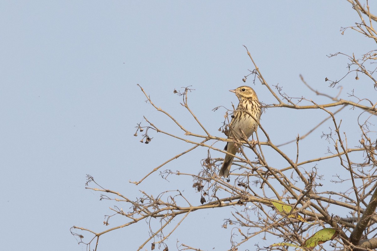 פפיון עצים - ML646805085