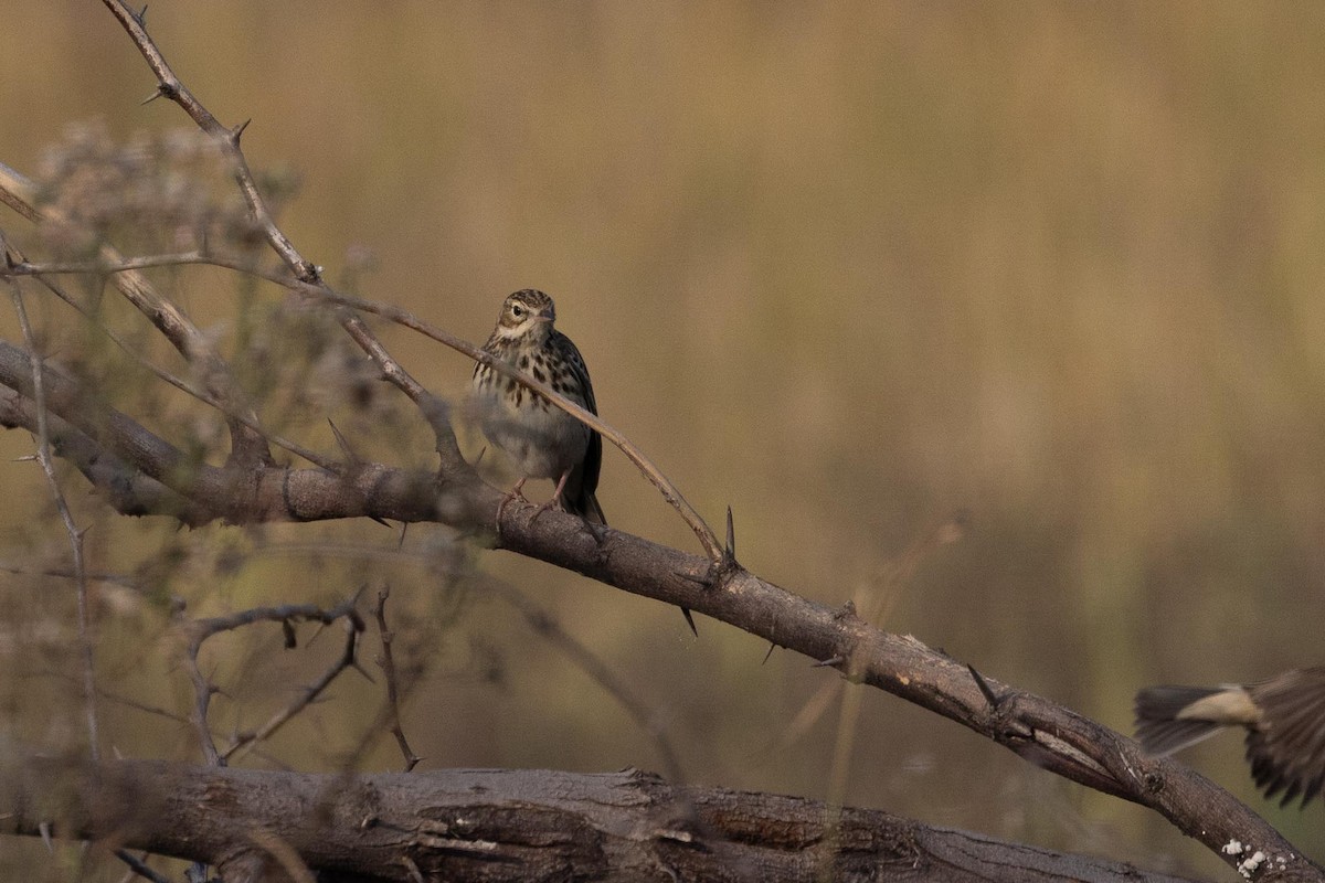 פפיון עצים - ML646805086