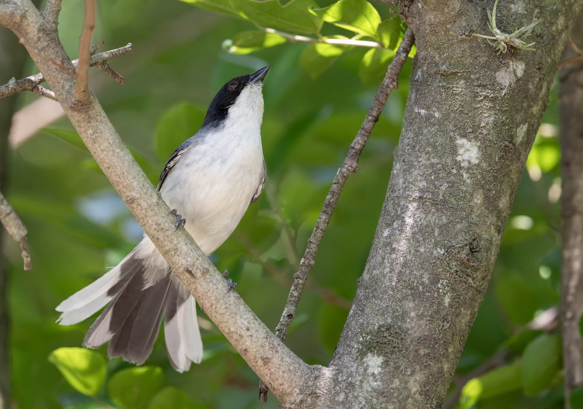 Black-capped Warbling Finch - ML646805091