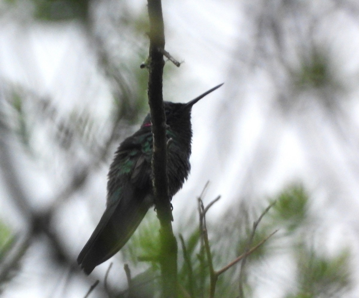 Аметистовый фиалкоух - ML646805092