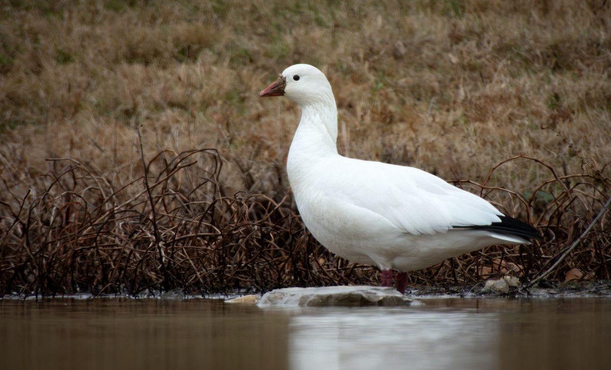 אווז קנדי - ML646805095