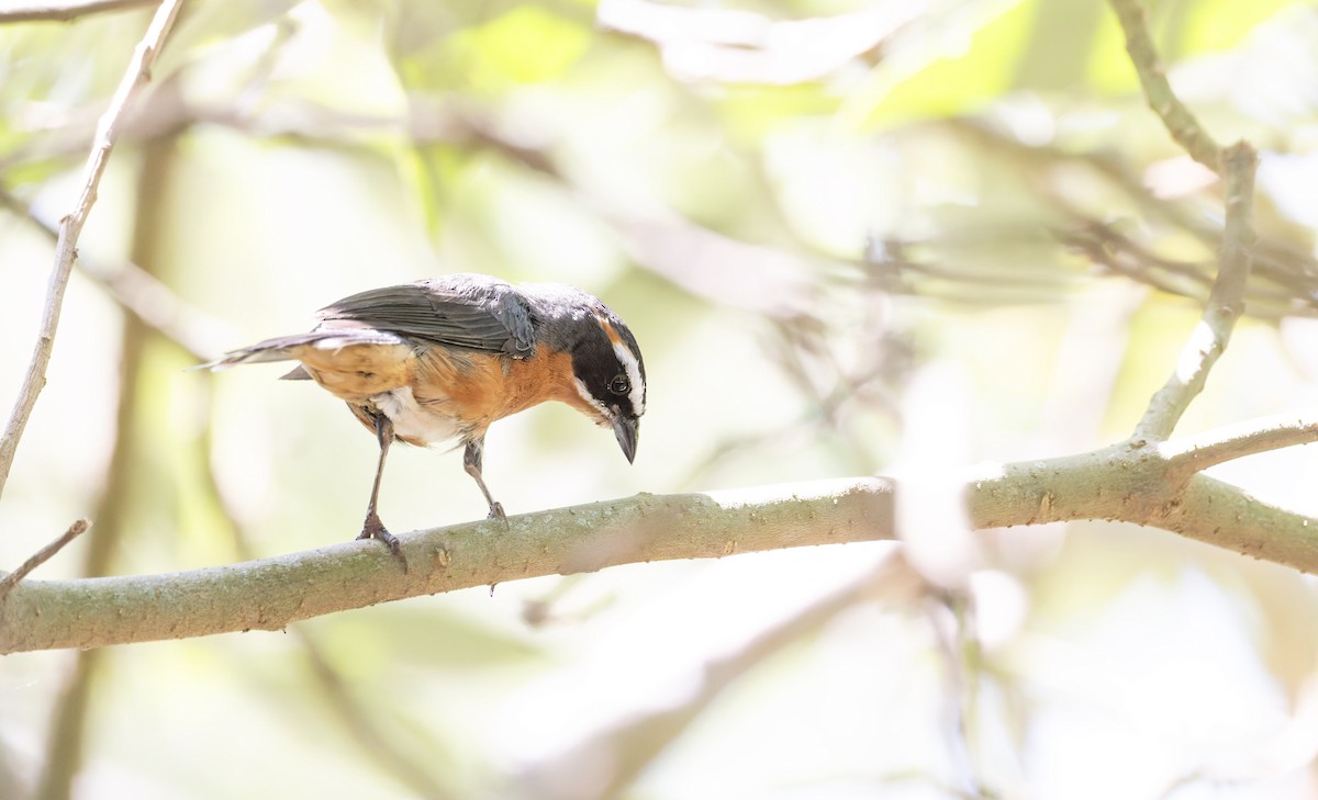 Black-and-rufous Warbling Finch - ML646805096