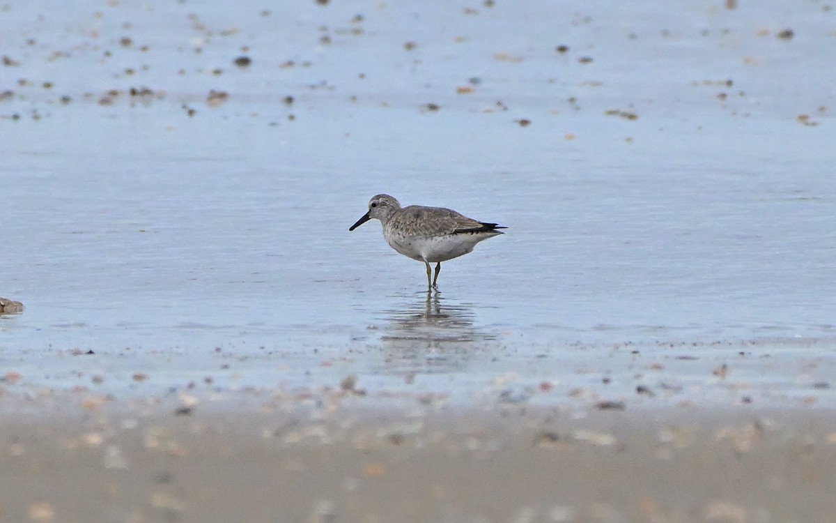 jespák rezavý - ML646805099