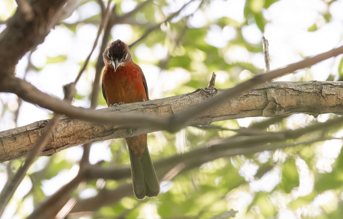 Red-crested Finch - ML646805100