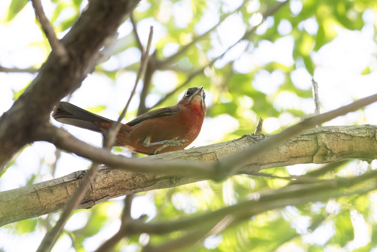 Red-crested Finch - ML646805101
