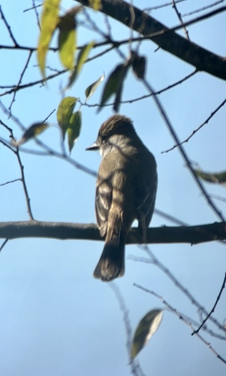 Ash-throated Flycatcher - ML646805102