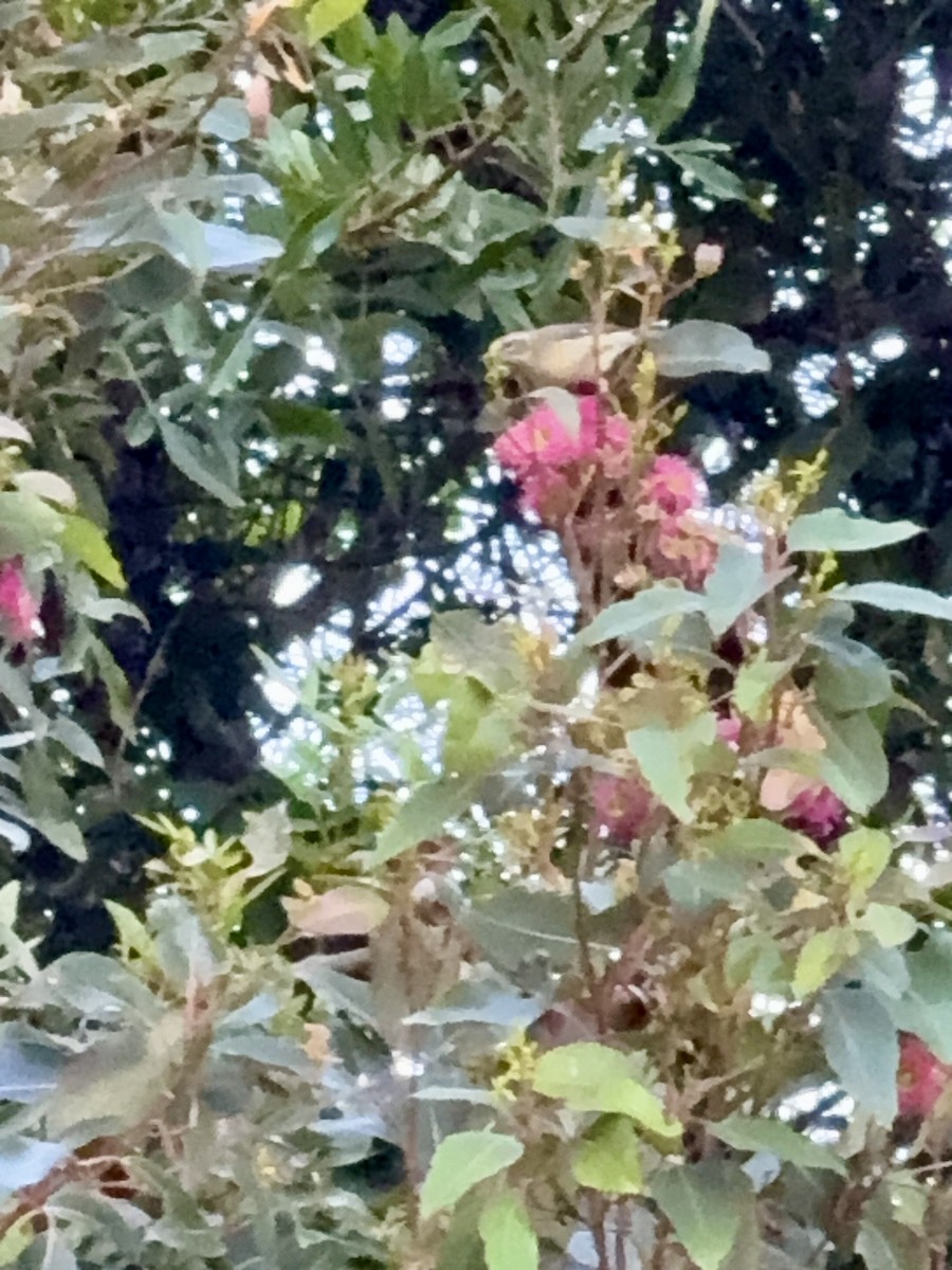 Black-throated Blue Warbler - ML646805103