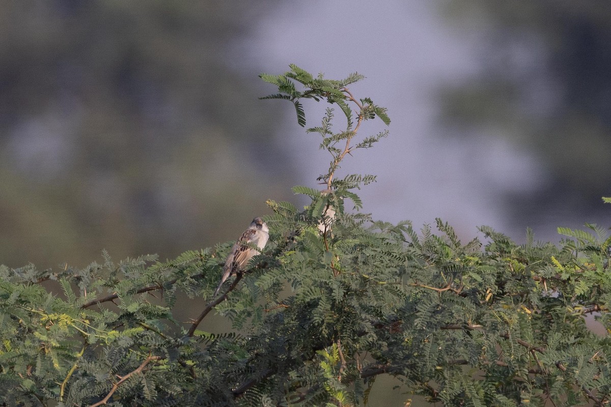 דרור הבית - ML646805105