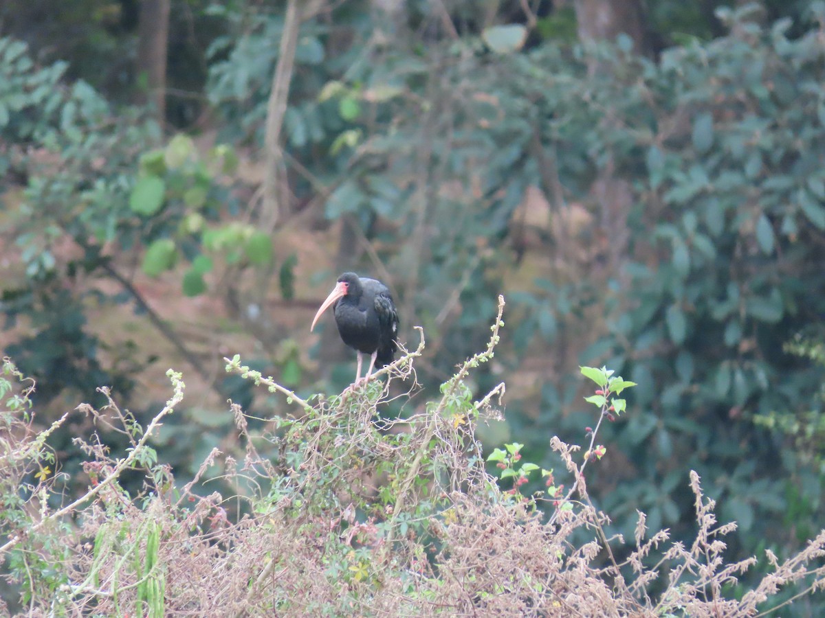 Гололицый ибис - ML646805106