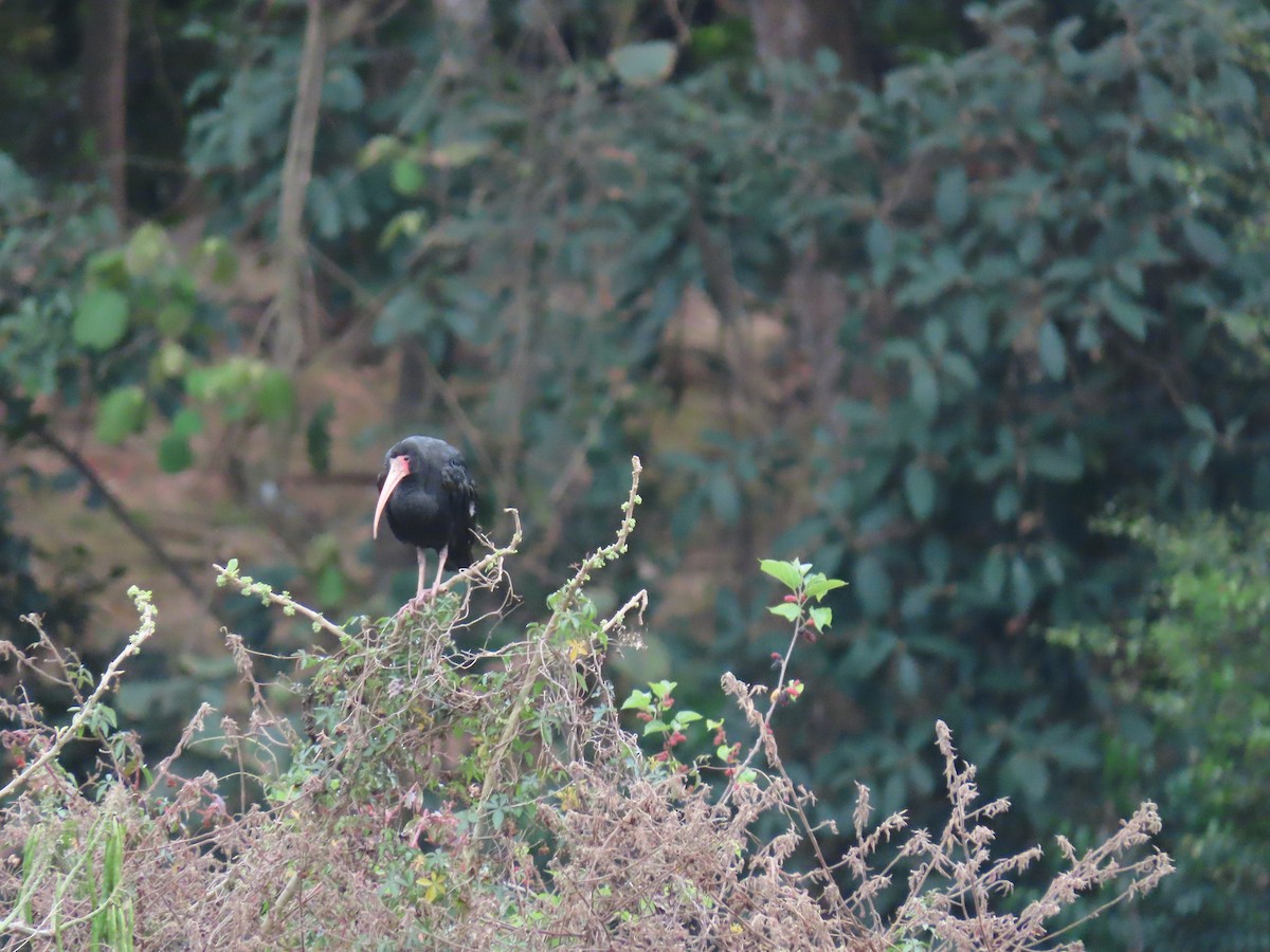 Гололицый ибис - ML646805107