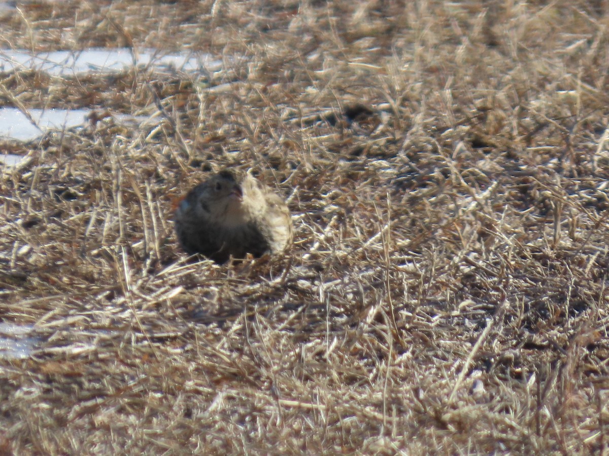 Украшенный подорожник - ML646805108