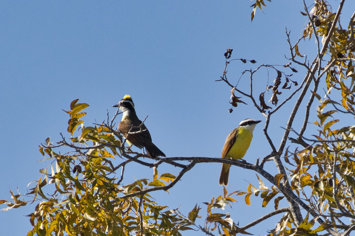 Schwefelmaskentyrann - ML646805109