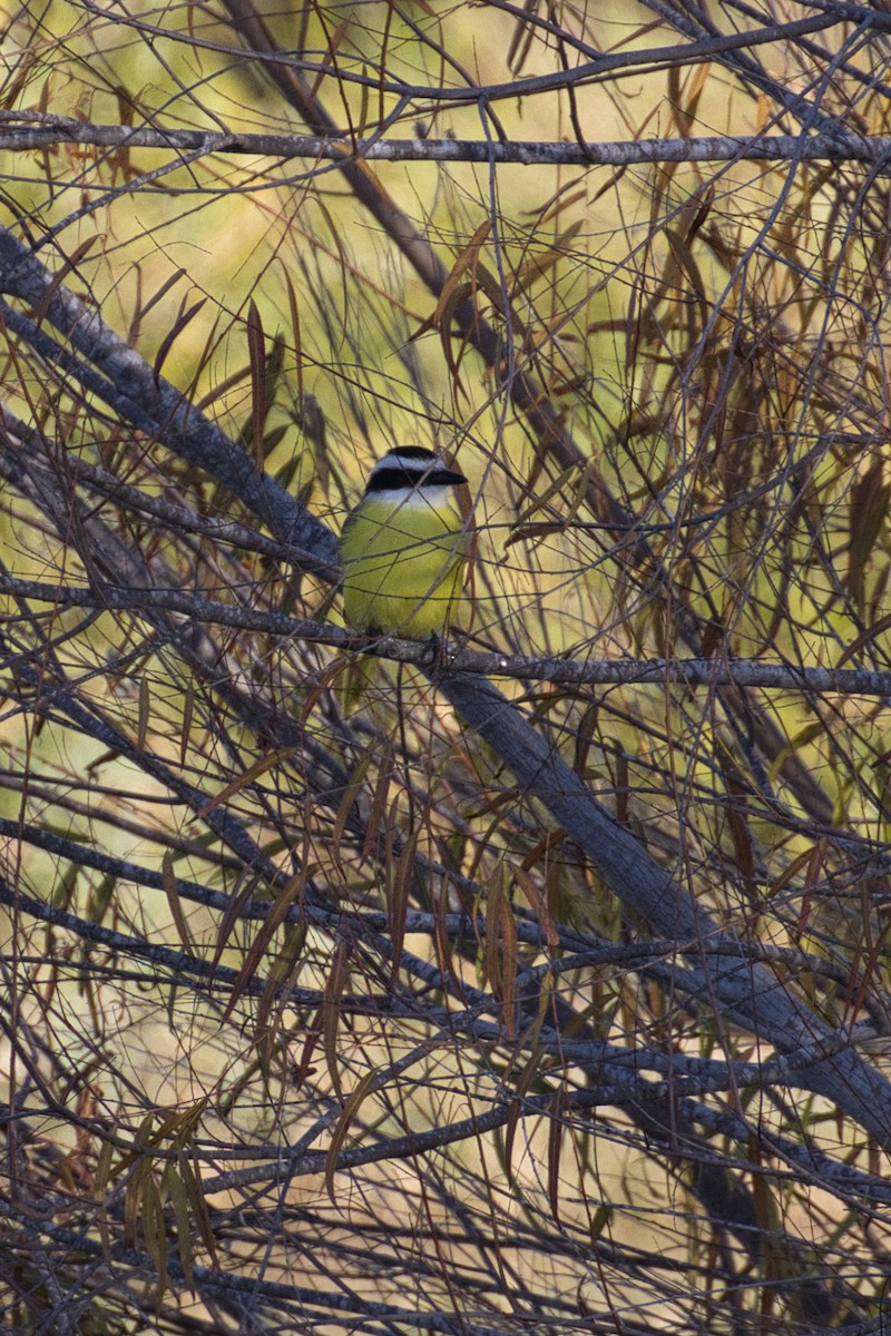 Schwefelmaskentyrann - ML646805110