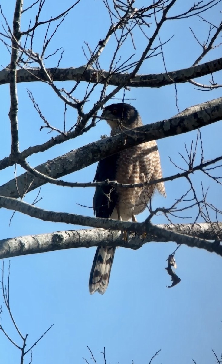 Cooper's Hawk - ML646805112