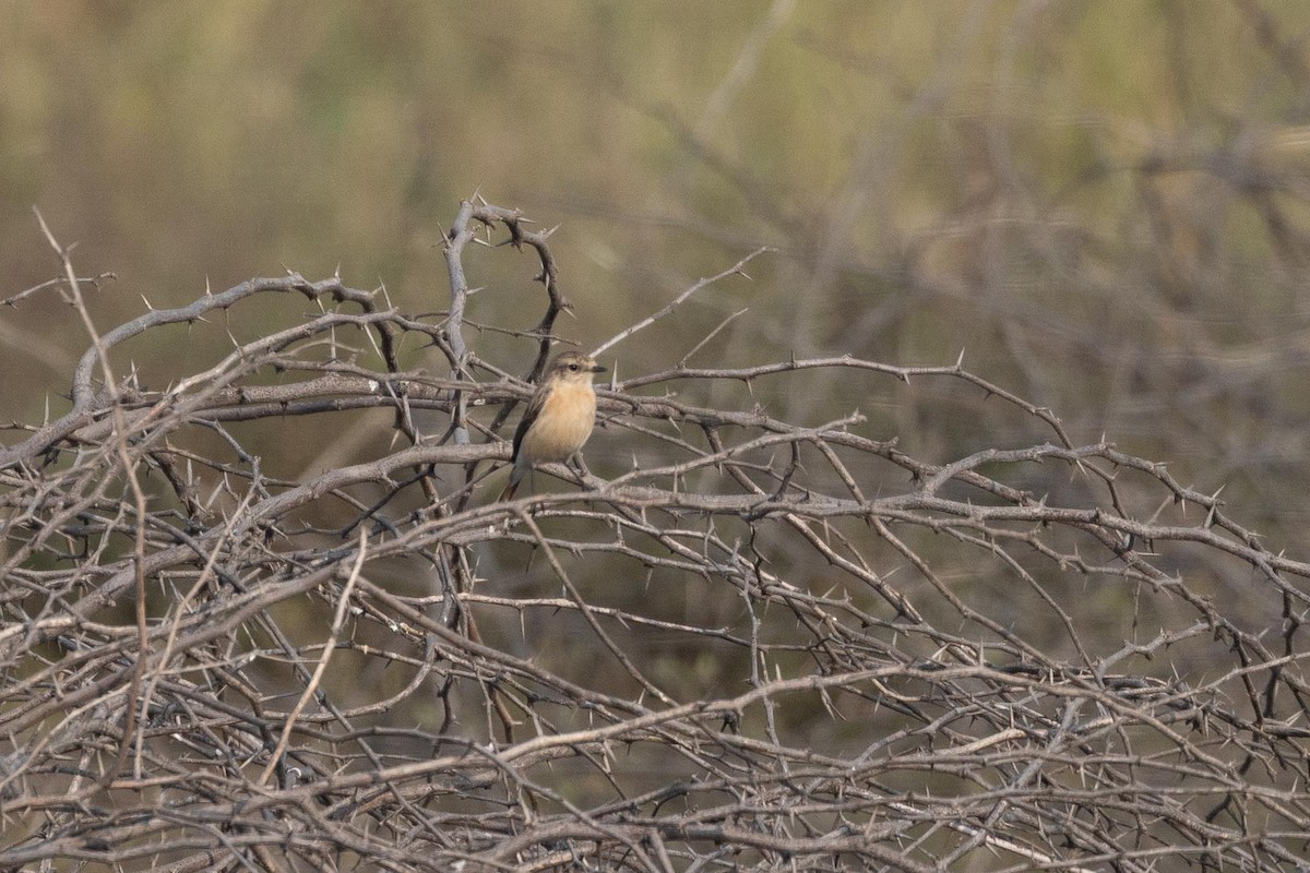 דוחל מזרחי - ML646805113