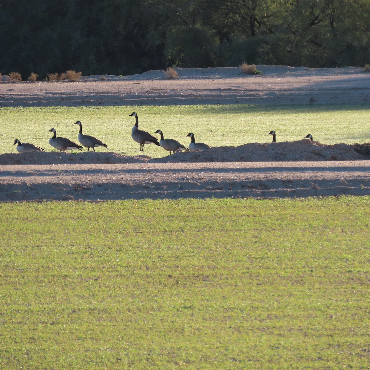 berneška velká - ML646805114