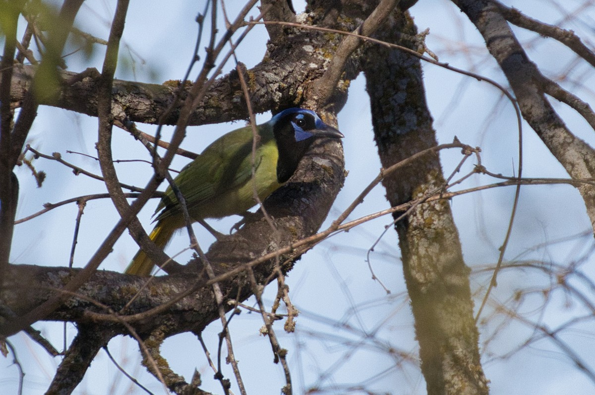 Green Jay - ML646805118