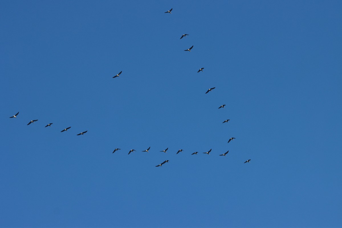 Белолобый гусь - ML646805119