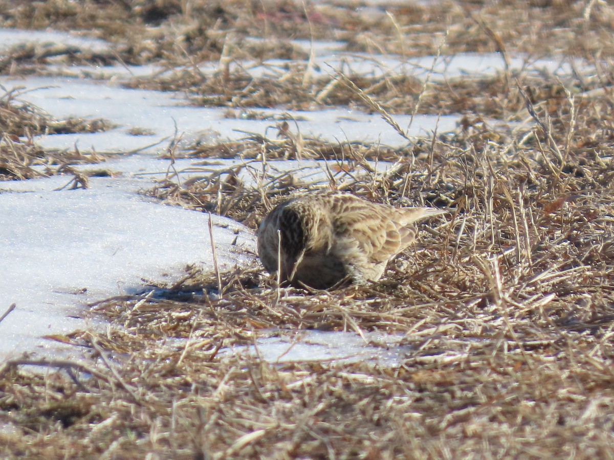 Украшенный подорожник - ML646805121