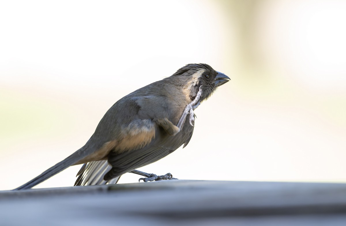 Golden-billed Saltator - ML646805122