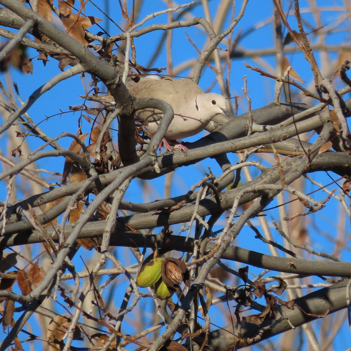 Türkentaube - ML646805123